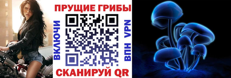 Галлюциногенные грибы Psilocybe  Купить  Тайшет 